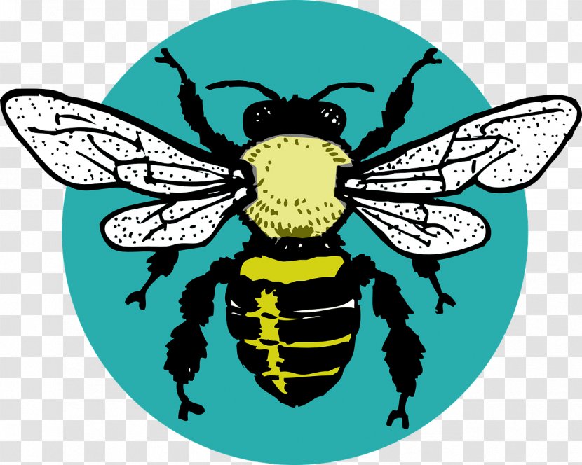 Honey Bee Insect Paper Sticker - Beekeeper - Bug Transparent PNG