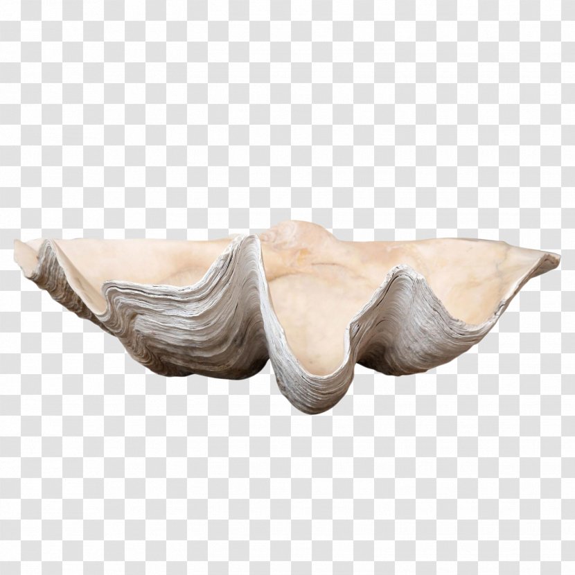 Giant Clam Mollusc Shell Seashell Sales Transparent PNG