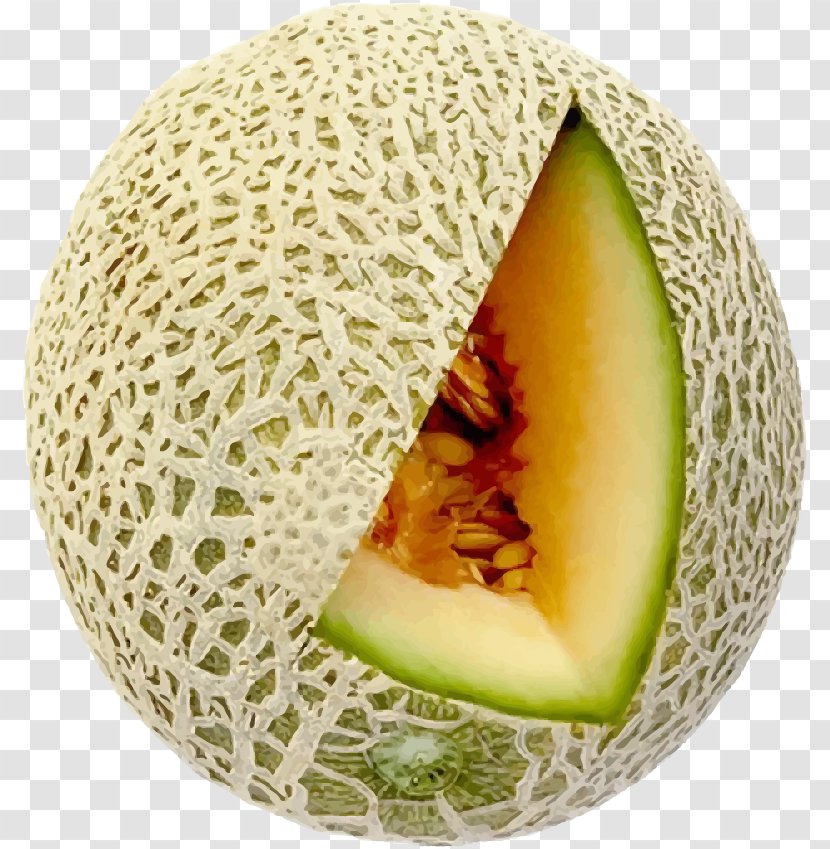 Honeydew Cantaloupe Hami Melon Galia Fruit - Vector Elements Transparent PNG