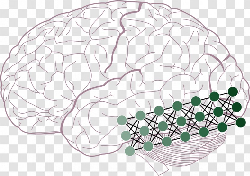 Visual Cortex Two-streams Hypothesis Perception Inferior Temporal Gyrus Brain - Frame Transparent PNG