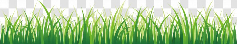 Lawn Green Wallpaper - Plant Stem - Grass Transparent PNG