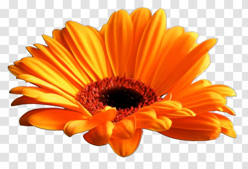 Transvaal Daisy Display Resolution Clip Art - Data - Orange Flower Transparent PNG
