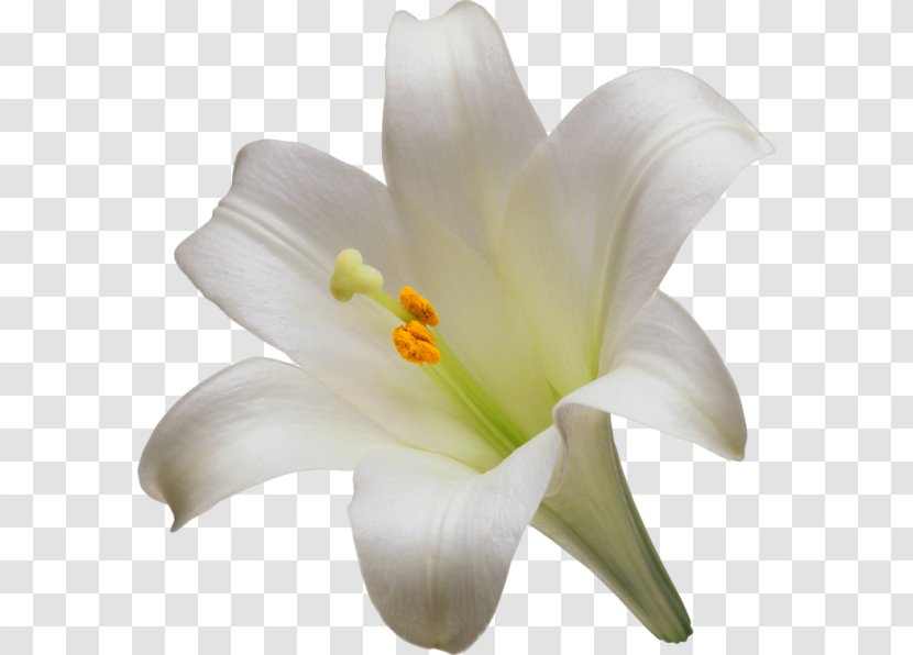Easter Lily Lilium Candidum Tiger Flower Liliaceae - Flowering Plant - A Transparent PNG