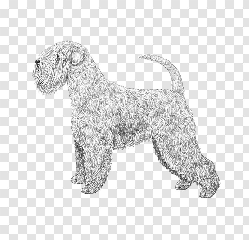 Soft-coated Wheaten Terrier Irish Glen Of Imaal Wire Hair Fox Lakeland - Scottish - Soft Lines Transparent PNG