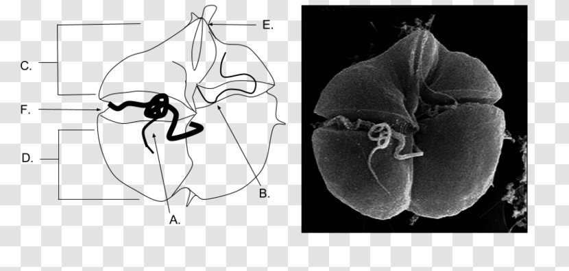 Red Tide Karenia Brevis Dinoflagellates Algal Bloom - Cartoon - Bone Structure Transparent PNG