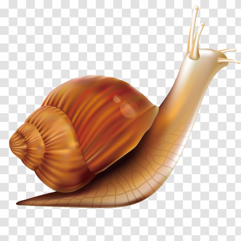 Computer Mouse Snail - Polymita Picta - Vector Worm Transparent PNG