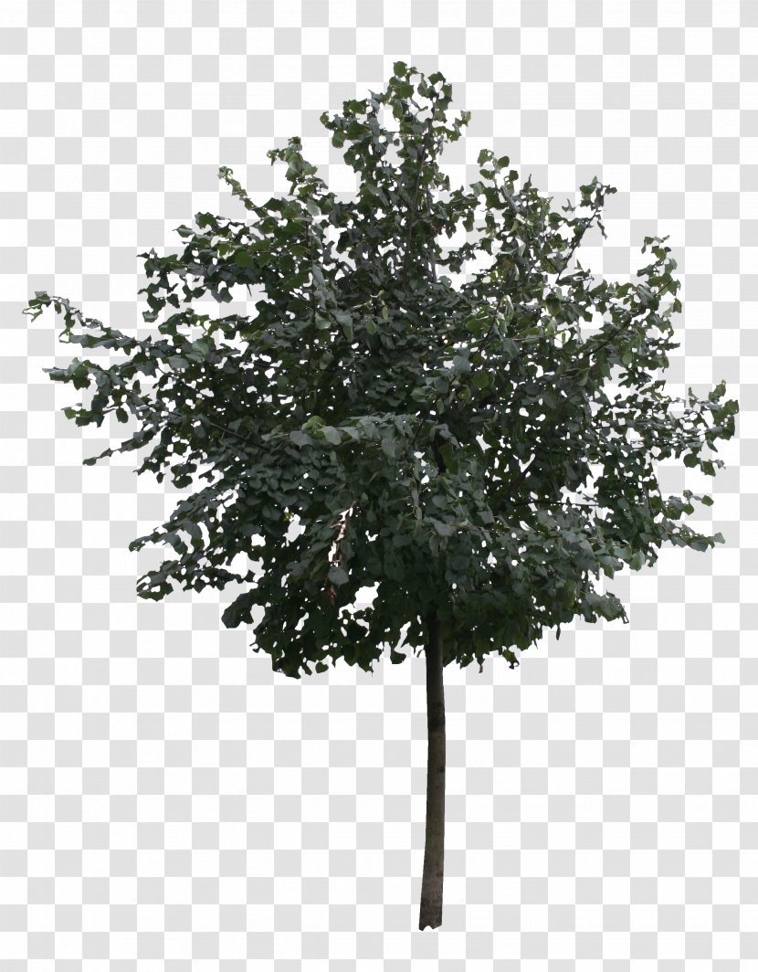 Tree Architectural Rendering Birch - Ginkgo Free Download Transparent PNG