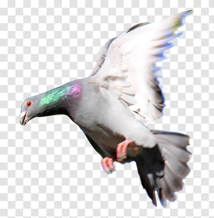 Homing Pigeon Rock Dove Columbidae Las Palomas Mensajeras Racing - Water Bird - Maven Transparent PNG