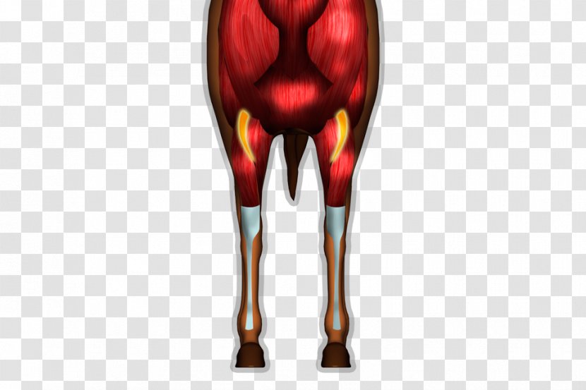 Shoulder Knee - Joint - Design Transparent PNG