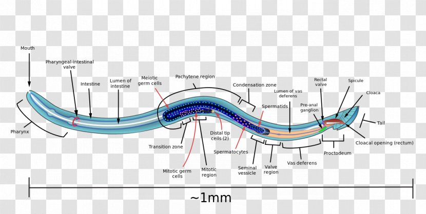 Roundworms Reproductive System Reproduction Biology - Watercolor - Anatomical Transparent PNG