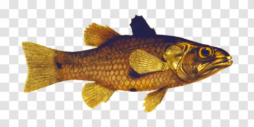 Banggai Cardinalfish Freshwater Fish Clip Art - Pixabay - Golden Transparent PNG