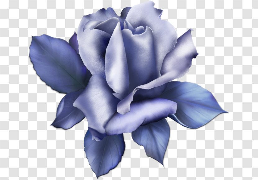 Blue Rose Garden Roses Clip Art - Tiff - Flower Transparent PNG