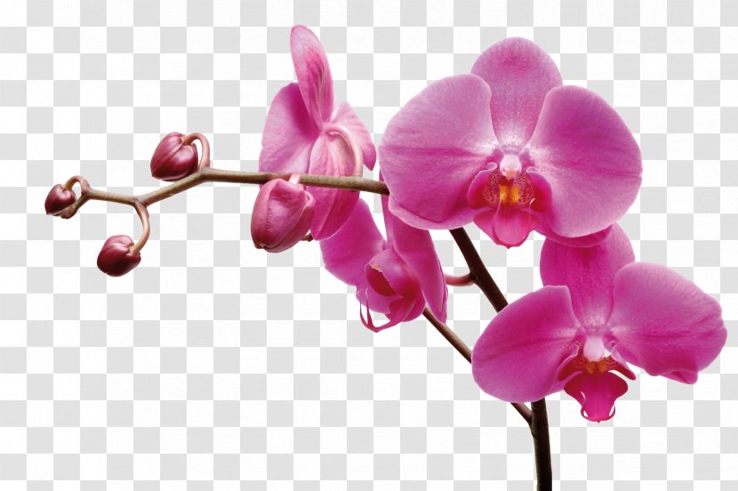 Les Orchidées : 'Phalaenopsis' Moth Orchids Garden Roses Flower Plants - Rhynchostylis Transparent PNG