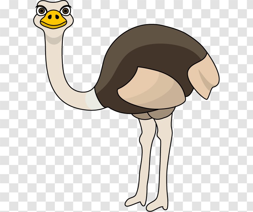 Common Ostrich Clip Art - Drawing Transparent PNG