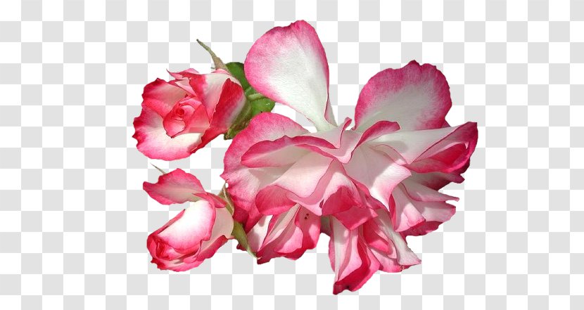 Cut Flowers July 2 Plant Stem Plants - Peony - White Red Flower 1 Transparent PNG