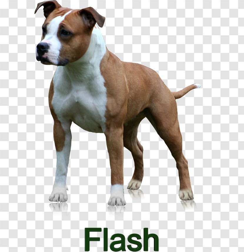 Dog Breed American Staffordshire Terrier Bull And Pit Transparent PNG