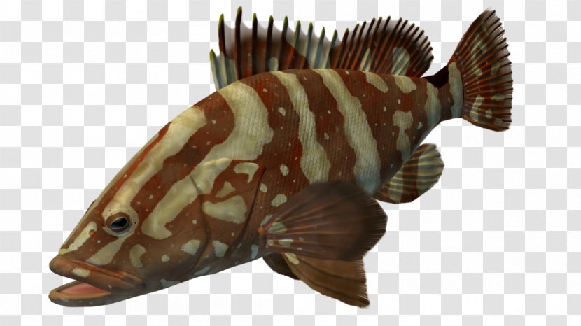 Marine Biology Fauna Terrestrial Animal Fish Transparent PNG
