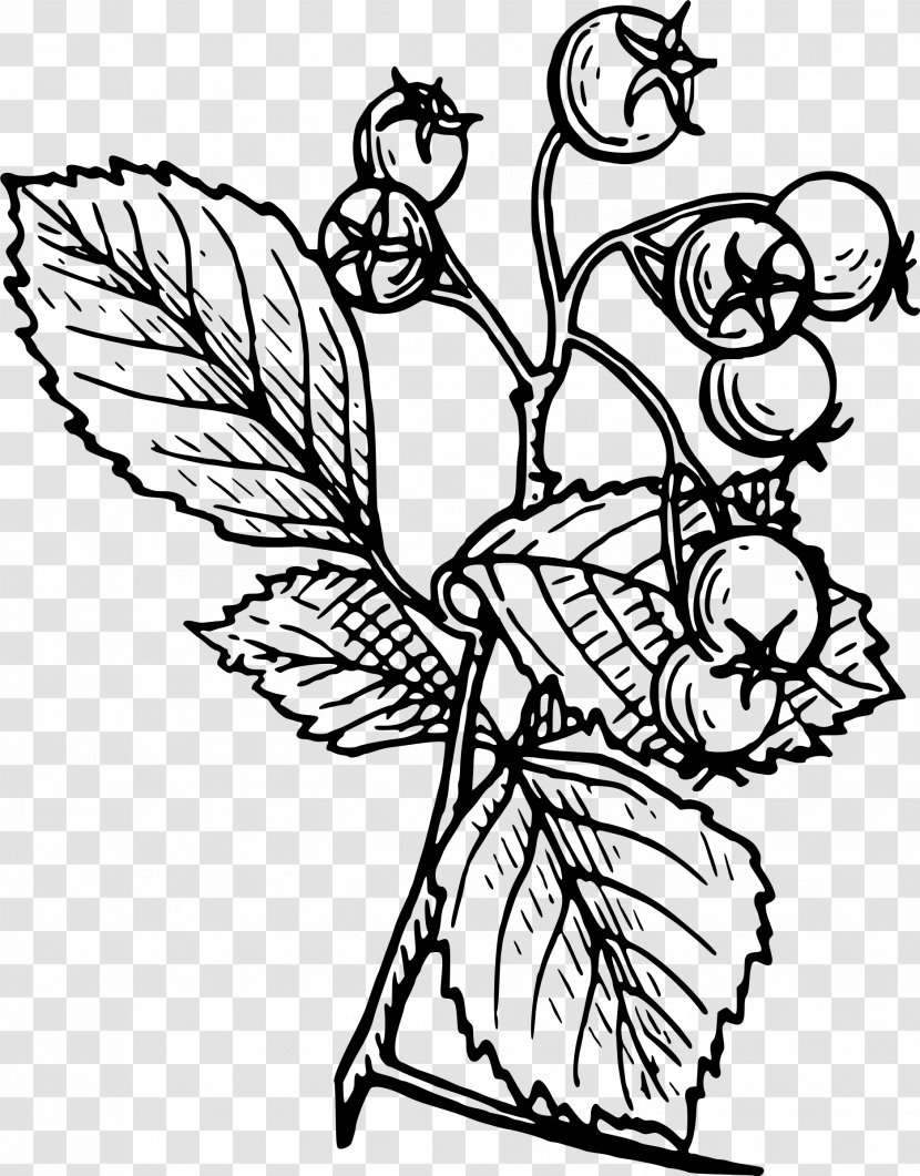 Crataegus Monogyna Tattoo Drawing Tree - Shrub Transparent PNG