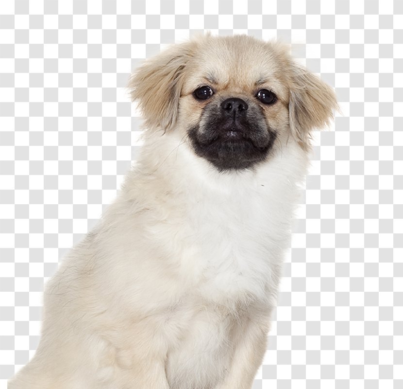 Tibetan Spaniel Puppy Leonberger Bulldog Papillon Dog - Carnivoran Transparent PNG