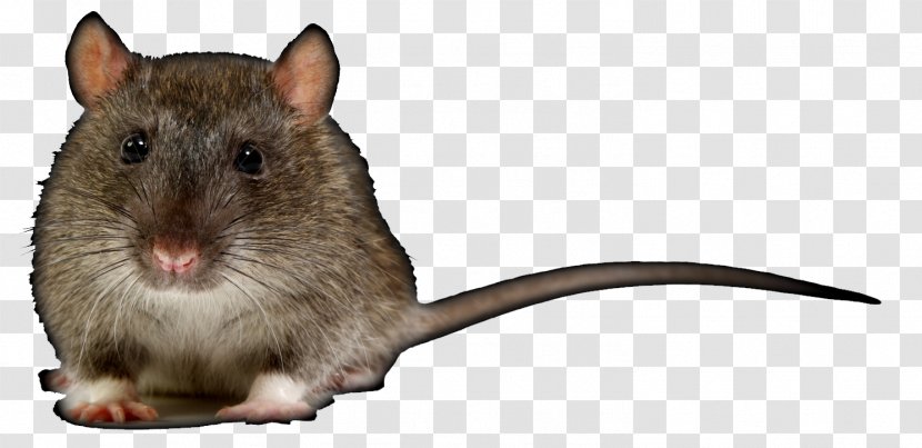 Brown Rat Gerbil Chinchilla Photography - Fauna Transparent PNG