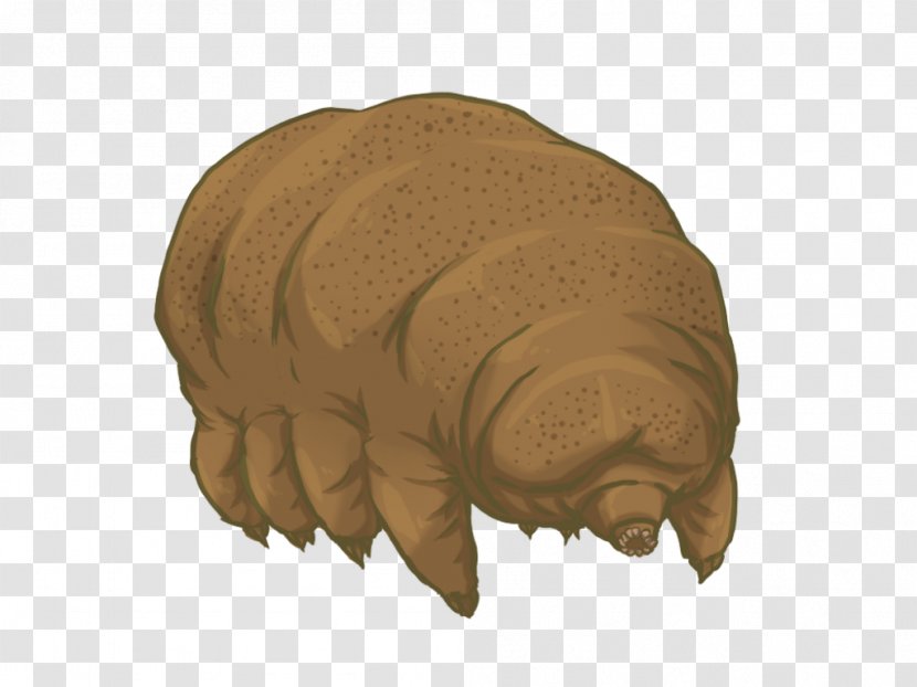 Tardigrade Bear Animal Milnesium Tardigradum - Snout Transparent PNG