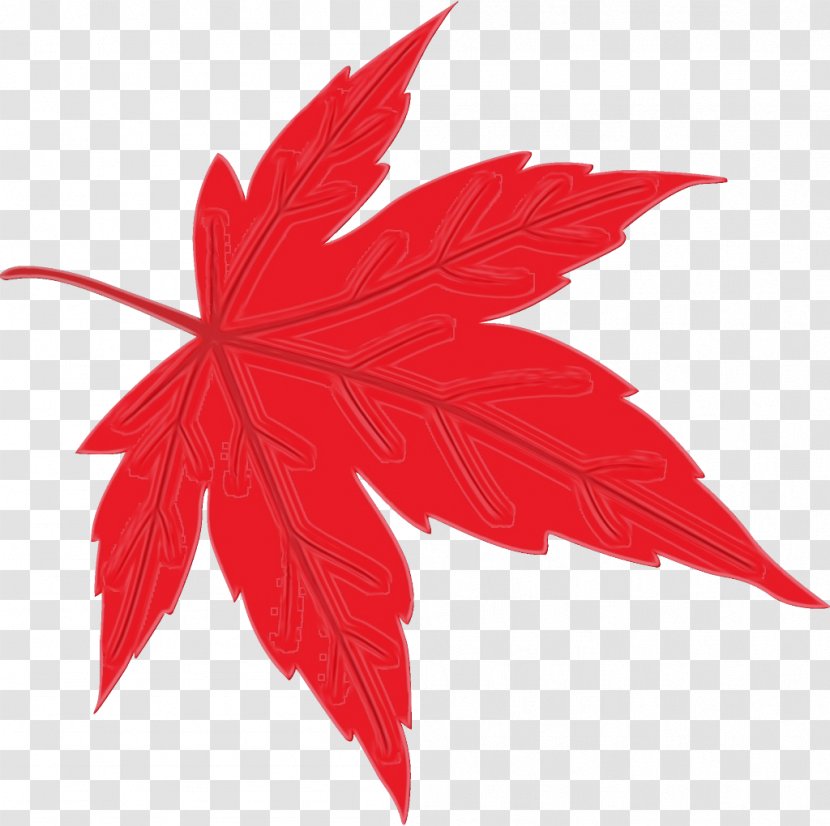 Maple Leaf - Red - Black Flower Transparent PNG