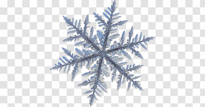 Snowflake Dendrite Crystal Macro Photography - Ice Crystals Transparent PNG