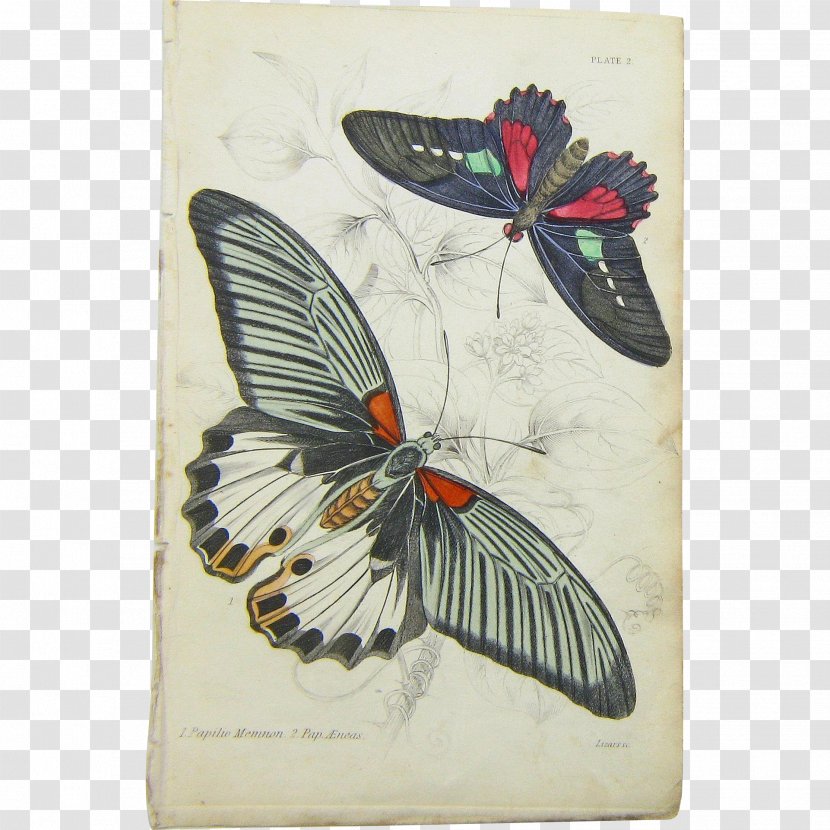 Butterfly Naturalist - Butterflies And Moths Transparent PNG