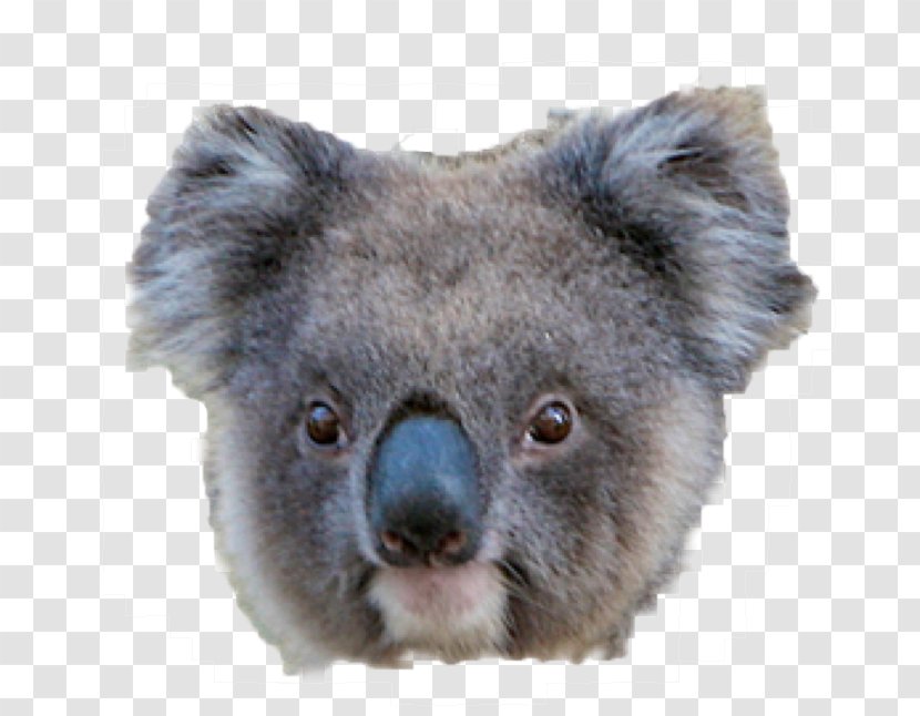 Koala American Black Bear Giant Panda - Drawing Transparent PNG