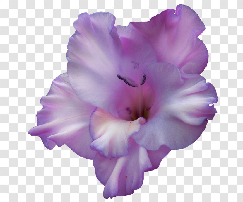 Gladiolus Clip Art Birth Flower Violet - Flowering Plant Transparent PNG
