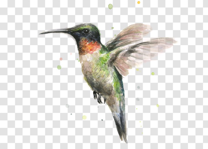 Hummingbird Watercolor Painting Printmaking - Coraciiformes Transparent PNG