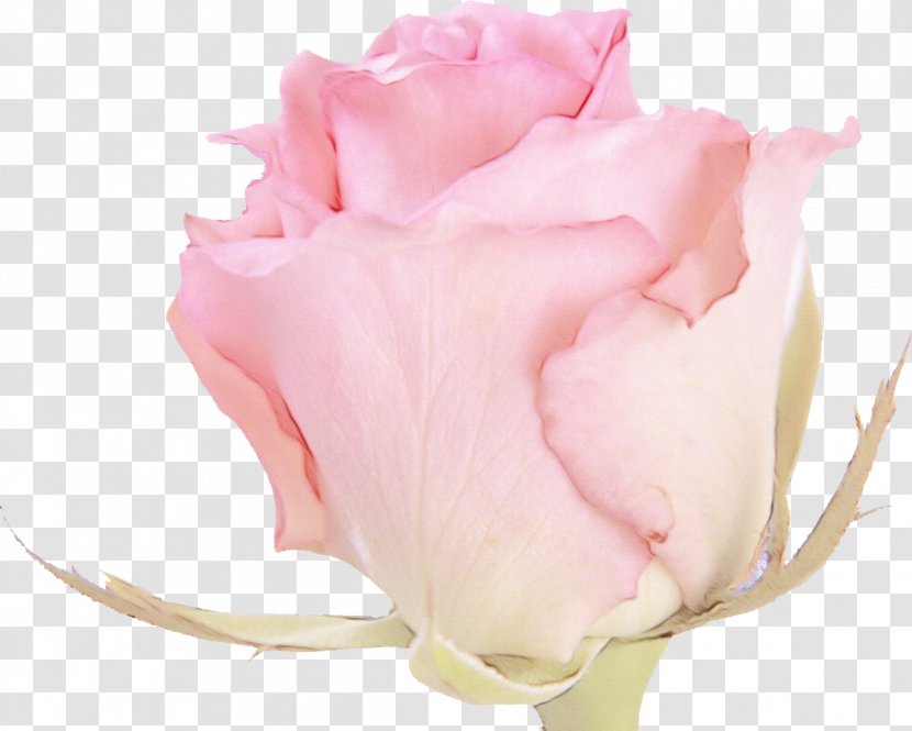 Garden Roses - Rose Family - Order Flowering Plant Transparent PNG