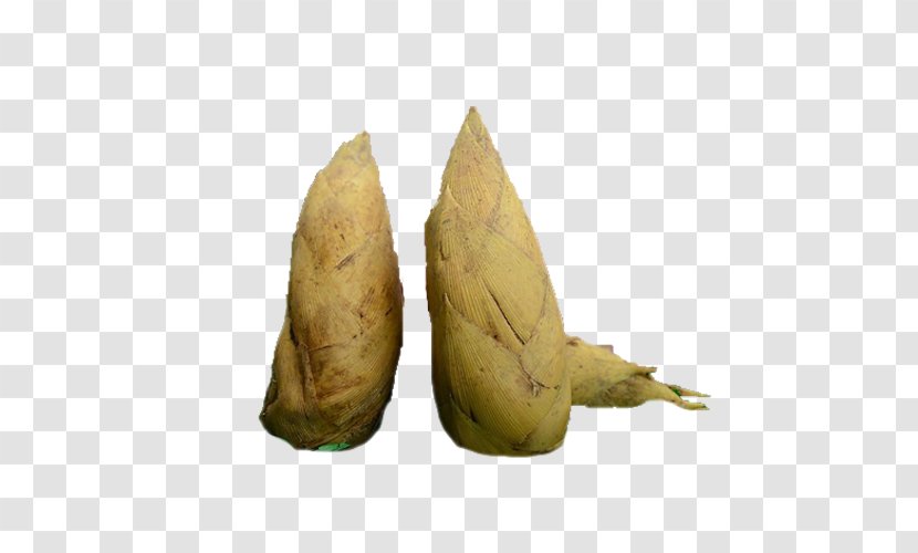 Bamboo Shoot - Shoots Product Transparent PNG