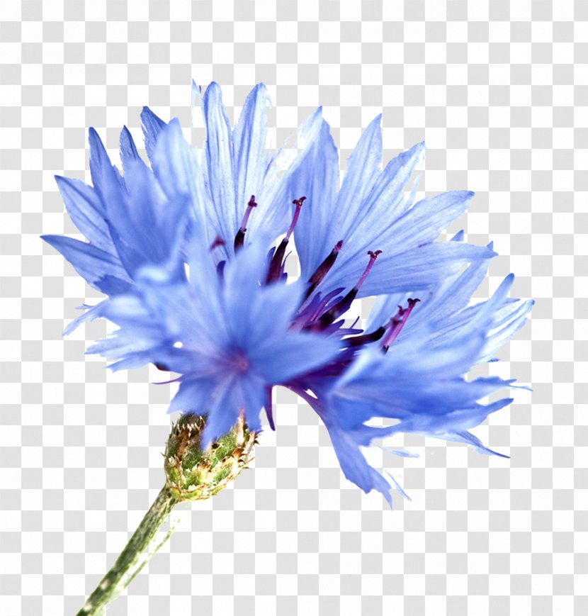 Cornflower Blue Watercolor Painting - Herb - Flower Transparent PNG