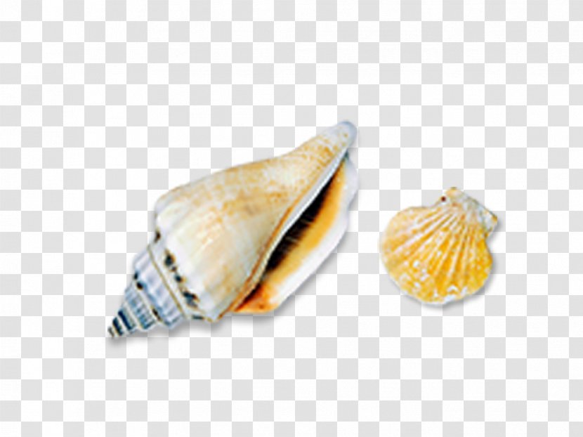 Seashell Sea Snail Conch Icon - Turbo Cornutus - Shell Transparent PNG