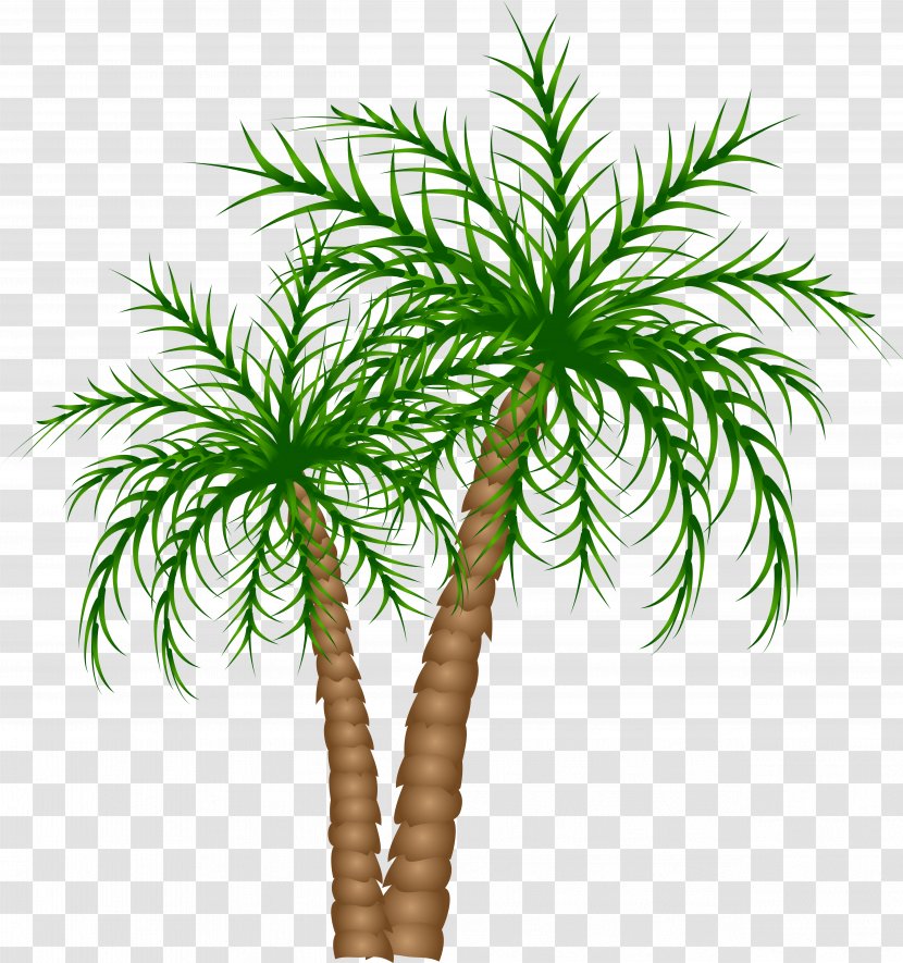 Palm Tree - Date - Leaf Transparent PNG