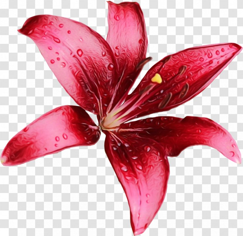 Petal Pink Lily Flower Red - Ti Plant Flowering Transparent PNG