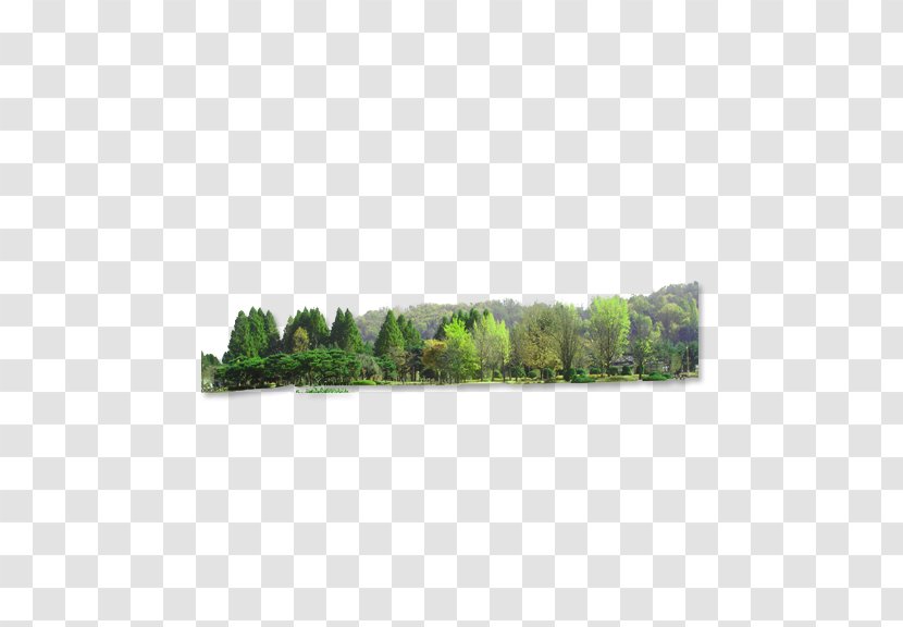 Landscape Download - Rectangle - Forest Transparent PNG