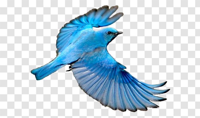 Blue Jay Mountain Bluebird Wing - Bird Transparent PNG