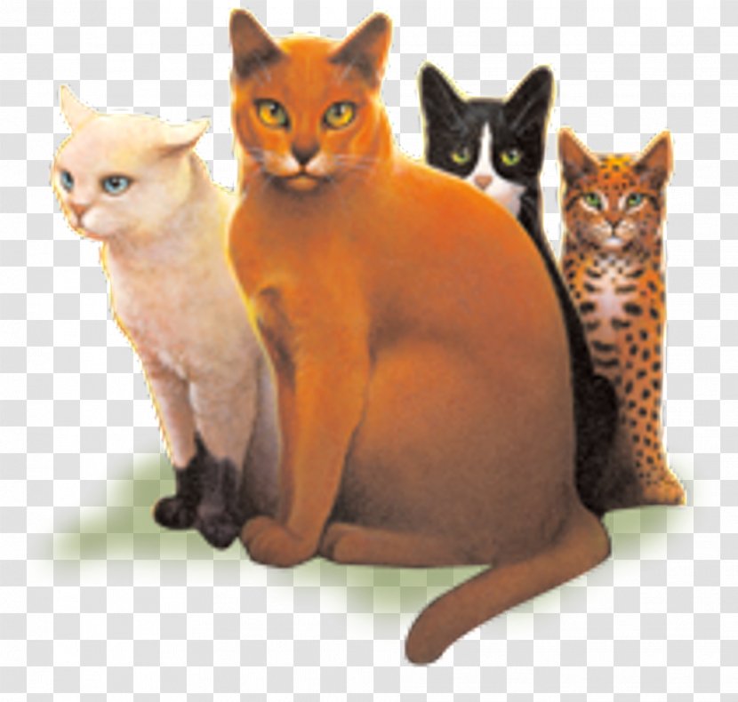 Code Of The Clans Cats Warriors Erin Hunter - Sun Trail - Cat Transparent PNG