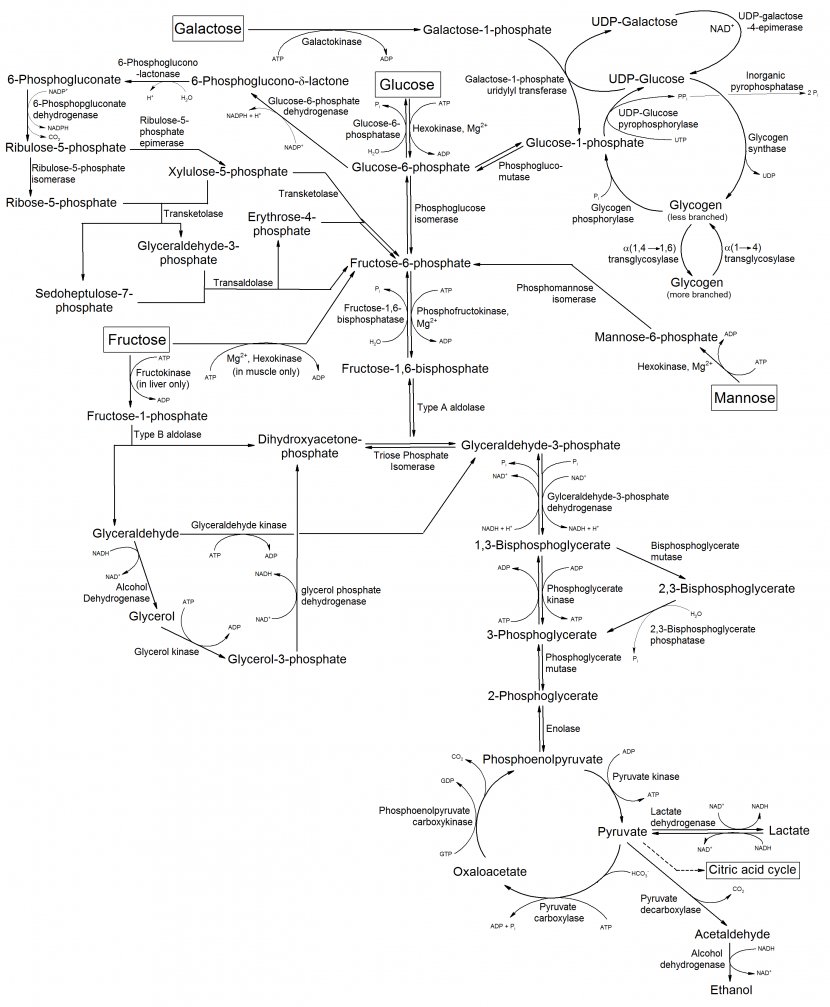 Monosaccharide Metabolism Metabolic Pathway Glycogenesis Mannose - Watercolor - Common Transparent PNG