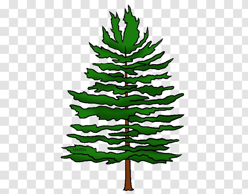 Clip Art Image Free Content Graphics Spruce - Evergreen - African Pine Fir Transparent PNG