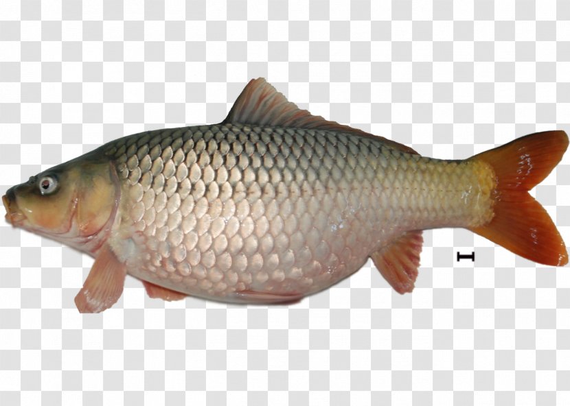 Tilapia Carp Koi Vertebrate Rudd - Fauna - Fish Transparent PNG