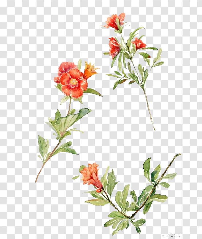 Watercolour Flowers Floral Design Watercolor Painting Drawing - Plant Transparent PNG