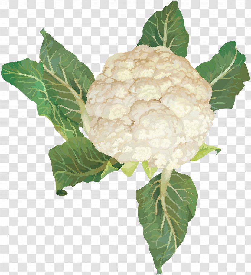 Cabbage Cauliflower Vegetable Image Resolution - Photography Transparent PNG