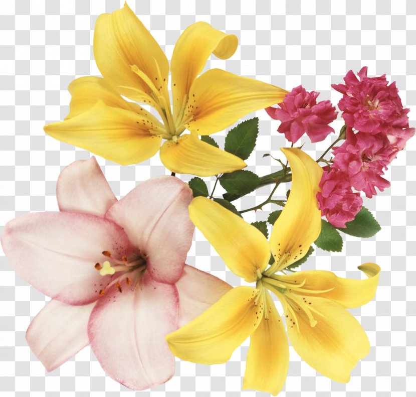 Festival Of The Flowers - Information - Lily Transparent PNG
