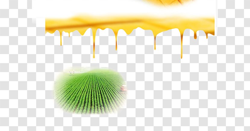 Yellow Close-up Wallpaper - Closeup - Original Wheat Field Transparent PNG