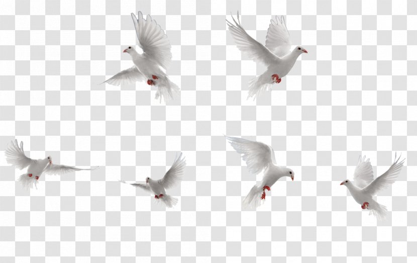 Bird Rock Dove Flight - Flock - White Birds Collection Transparent PNG