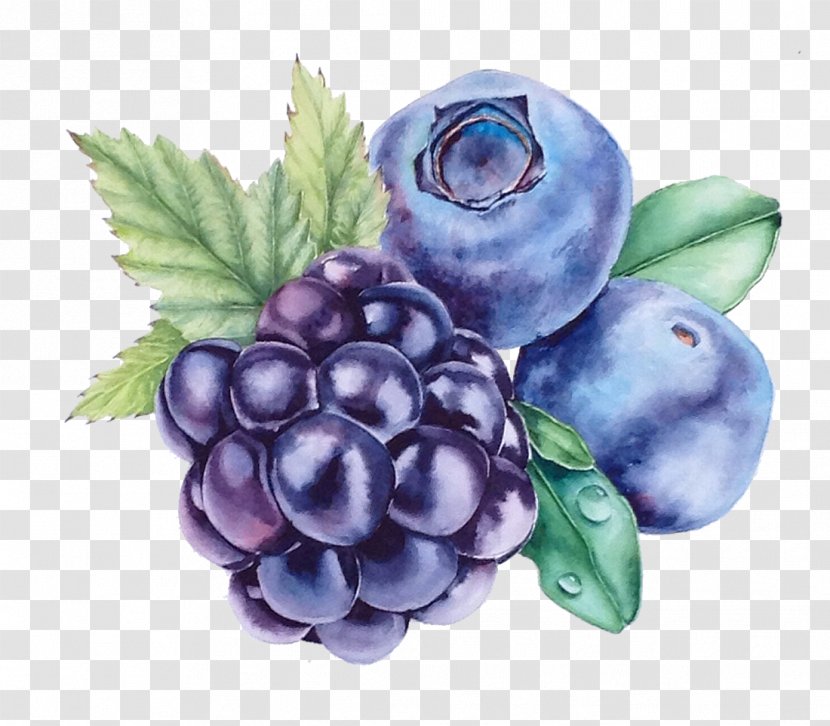 Grape Blueberry Watercolor Painting Bilberry - Fruit Transparent PNG