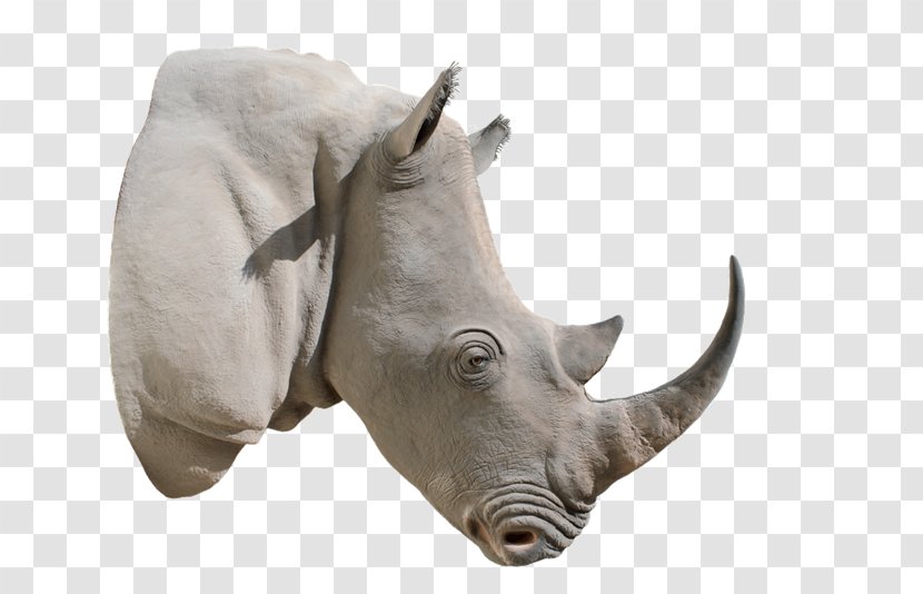White Rhinoceros Horn - Snout - Hummer HX Transparent PNG
